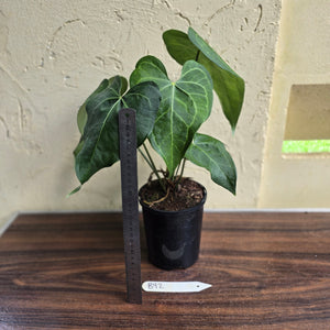 #B92 Large Anthurium Clarinervium x