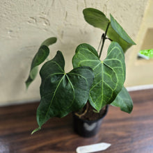 Load image into Gallery viewer, #B92 Large Anthurium Clarinervium x