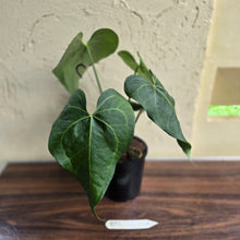 Load image into Gallery viewer, #B92 Large Anthurium Clarinervium x