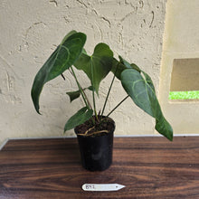 Load image into Gallery viewer, #B92 Large Anthurium Clarinervium x