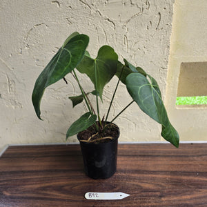 #B92 Large Anthurium Clarinervium x