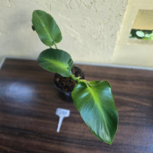 Load image into Gallery viewer, #G33 Philodendron Rugosum - Aberrant Form