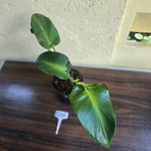Load image into Gallery viewer, #G33 Philodendron Rugosum - Aberrant Form