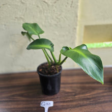 Load image into Gallery viewer, #G33 Philodendron Rugosum - Aberrant Form