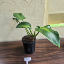 Load image into Gallery viewer, #G33 Philodendron Rugosum - Aberrant Form
