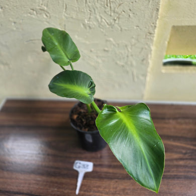 #G33 Philodendron Rugosum - Aberrant Form