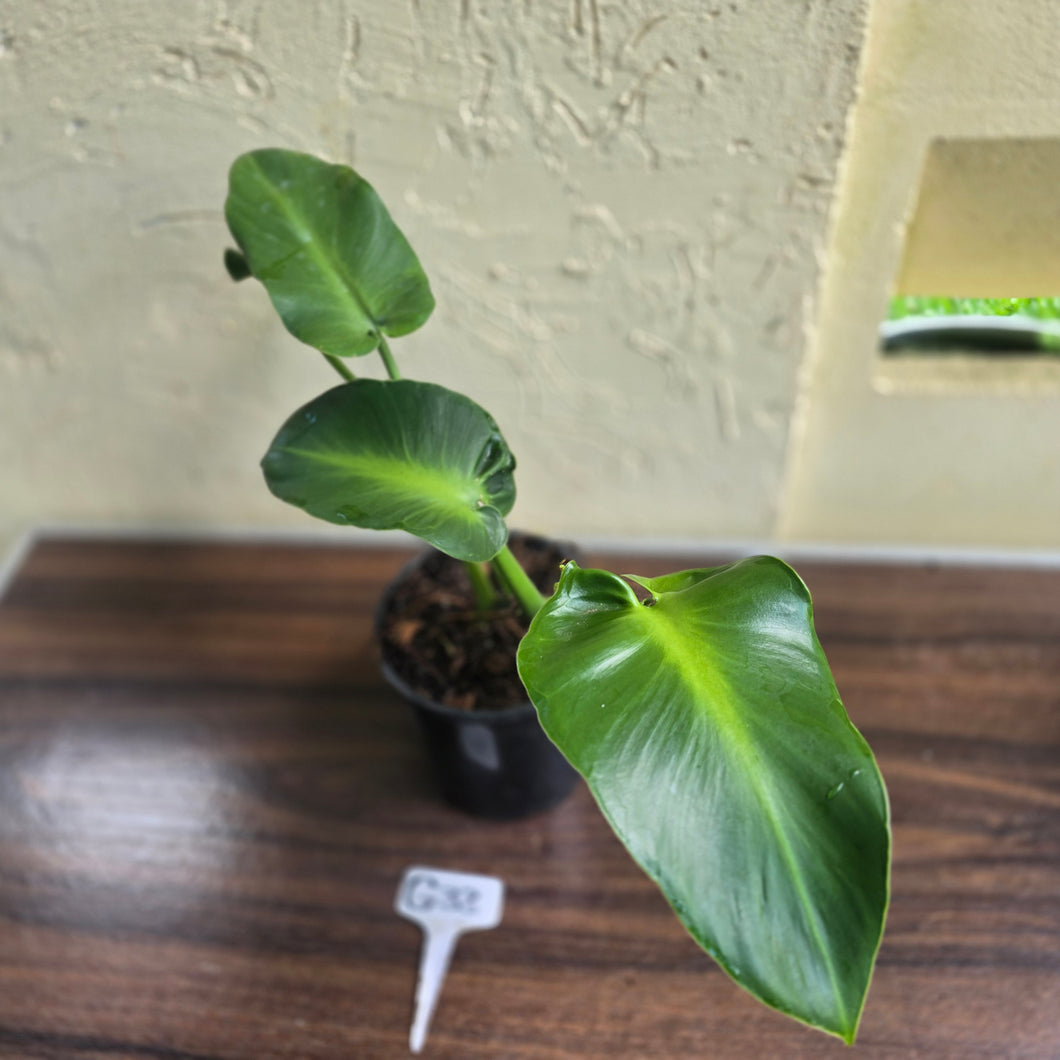 #G33 Philodendron Rugosum - Aberrant Form