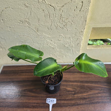Load image into Gallery viewer, #G33 Philodendron Rugosum - Aberrant Form