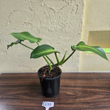 Load image into Gallery viewer, #G33 Philodendron Rugosum - Aberrant Form
