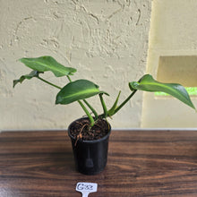 Load image into Gallery viewer, #G33 Philodendron Rugosum - Aberrant Form