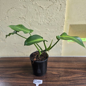 #G33 Philodendron Rugosum - Aberrant Form