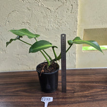 Load image into Gallery viewer, #G33 Philodendron Rugosum - Aberrant Form