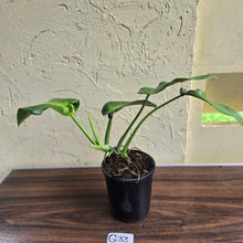 Load image into Gallery viewer, #G33 Philodendron Rugosum - Aberrant Form