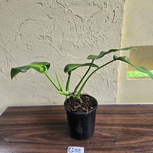 #G33 Philodendron Rugosum - Aberrant Form