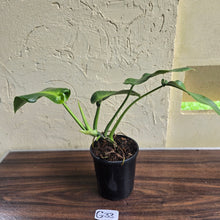 Load image into Gallery viewer, #G33 Philodendron Rugosum - Aberrant Form