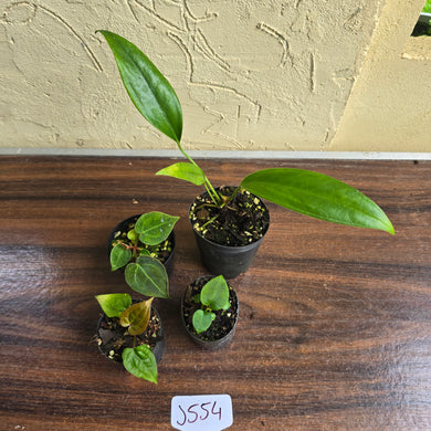 #J554 Baby Anthurium Pack - 4 x Plants
