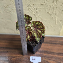 Load image into Gallery viewer, #B81 Begonia Silver Legend