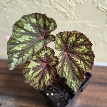 Load image into Gallery viewer, #B81 Begonia Silver Legend