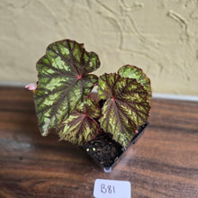 Load image into Gallery viewer, #B81 Begonia Silver Legend