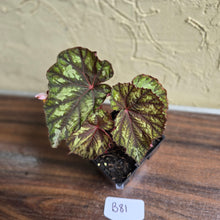 Load image into Gallery viewer, #B81 Begonia Silver Legend