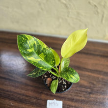 Load image into Gallery viewer, #M94 Variegated Philodendron Green Congo