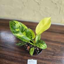 Load image into Gallery viewer, #M94 Variegated Philodendron Green Congo