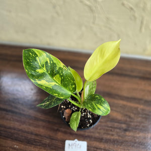 #M94 Variegated Philodendron Green Congo