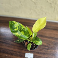 Load image into Gallery viewer, #M94 Variegated Philodendron Green Congo