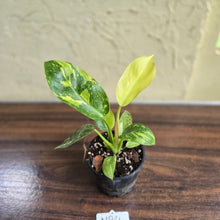 Load image into Gallery viewer, #M94 Variegated Philodendron Green Congo