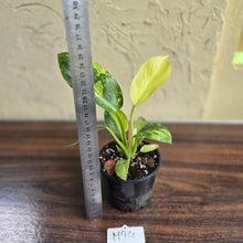 Load image into Gallery viewer, #M94 Variegated Philodendron Green Congo