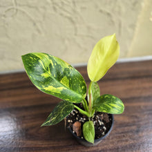 Load image into Gallery viewer, #M94 Variegated Philodendron Green Congo