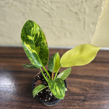 Load image into Gallery viewer, #M94 Variegated Philodendron Green Congo