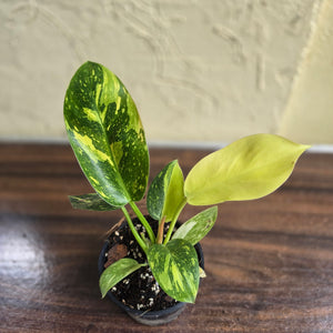 #M94 Variegated Philodendron Green Congo