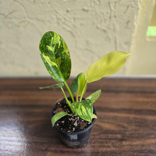 Load image into Gallery viewer, #M94 Variegated Philodendron Green Congo