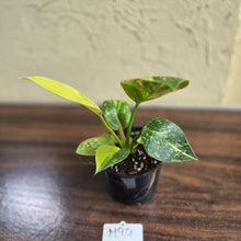 Load image into Gallery viewer, #M94 Variegated Philodendron Green Congo