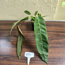 Load image into Gallery viewer, #R51 Two x Headed Philodendron Patriciae