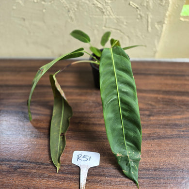 #R51 Two x Headed Philodendron Patriciae