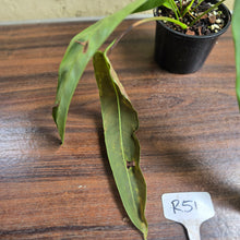 Load image into Gallery viewer, #R51 Two x Headed Philodendron Patriciae