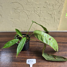 Load image into Gallery viewer, #R51 Two x Headed Philodendron Patriciae