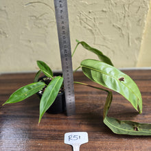 Load image into Gallery viewer, #R51 Two x Headed Philodendron Patriciae