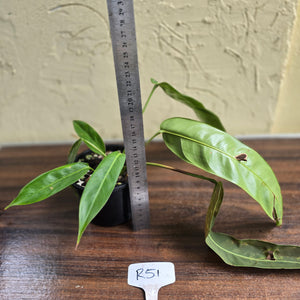 #R51 Two x Headed Philodendron Patriciae