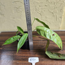 Load image into Gallery viewer, #R51 Two x Headed Philodendron Patriciae