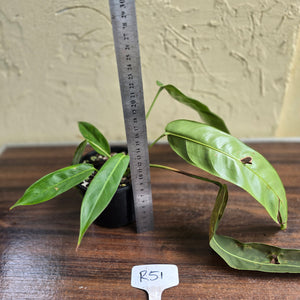 #R51 Two x Headed Philodendron Patriciae