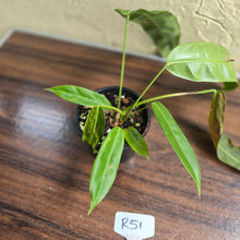 Load image into Gallery viewer, #R51 Two x Headed Philodendron Patriciae