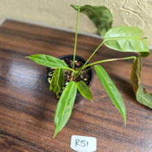 Load image into Gallery viewer, #R51 Two x Headed Philodendron Patriciae