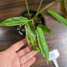 Load image into Gallery viewer, #R51 Two x Headed Philodendron Patriciae