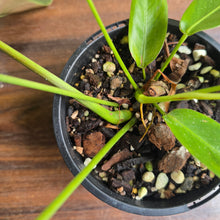 Load image into Gallery viewer, #R51 Two x Headed Philodendron Patriciae
