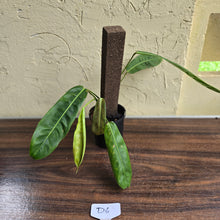 Load image into Gallery viewer, #D6 Philodendron Patriciae