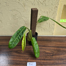 Load image into Gallery viewer, #D6 Philodendron Patriciae