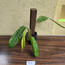 Load image into Gallery viewer, #D6 Philodendron Patriciae